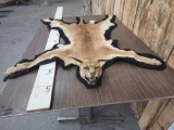 African Caracal Cat Rug Taxidermy