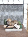 Baby Fox Pup Full Body Taxidermy Mount