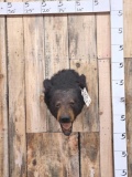 Black Bear Shoulder Mount Taxidermy