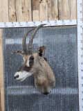 Roan Antelope Shoulder Mount Taxidermy