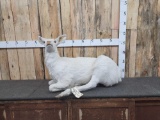 Albino Whitetail Doe Full Body Taxidermy Mount