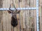 African Nyala Shoulder Mount Taxidermy