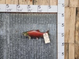 Salmon Reproduction Fish Taxidermy
