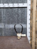 Pronghorn Antelope Skull Taxidermy