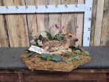 Whitetail Fawn Full Body Taxidermy Mount