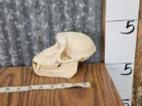 Baboon Skull Taxidermy