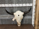 MONSTER American Bison Buffalo Skull