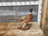 Ringneck Pheasant Full Body Bird Taxidermy