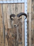 Aoudad Barbary Sheep Shoulder Mount Taxidermy