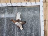 Ptarmigan In Flight Bird Taxidermy