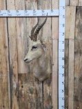 African White Blesbok Shoulder Mount Taxidermy