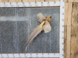 Golden Pheasant In Flight Bird Taxidermy