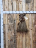 Himalayan Tahr Shoulder Mount Taxidermy