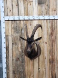 Persian Ibex Shoulder Mount Taxidermy