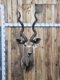 African Kudu Shoulder Mount Taxidermy