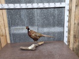 Pheasan Full Body Bird Taxidermy