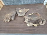 3 Hippopotamus Feet Taxidermy