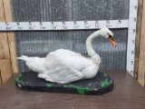 Mute Swan Full Body Bird Taxidermy