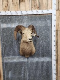 Vintage Bighorn Sheep Shoulder Mount Taxidermy