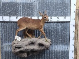 African Cape Grysbok Full Body Taxidermy Mount