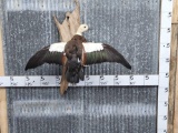 Paradise Shelduck In Flight Bird Taxidermy