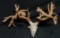 300 Class Whitetail Antlers Grafted On Skull