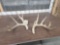 6x5 Whitetail Shed Antlers