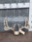 5x5 Whitetail Antlers On Skull Plate