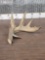 Big Reproduction Whitetail Shed Antler