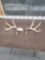 5x5 Whitetail Shed Antlers
