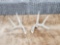 4x4 Whitetail Shed Antlers