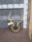 4x4 Whitetail Antlers on Plaque