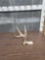 Big 4 Point Whitetail Shed Antler