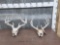 2 Sets Of Whitetail Antlers On Skull