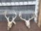 2 Sets Of Whitetail Antlers On Skull