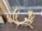 2 Sets Of Caribou Antlers On Split Skull Plates