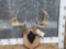 5x5 Whitetail Antlers On Plaque