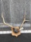 Freak Elk Antlers On Plaque