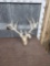 High 200 Class Whitetail Antlers On Skull