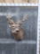 5x5 Whitetail Shoulder Mount Taxidermy