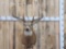 140 -150 Class Shoulder Mount Whitetail Taxidermy