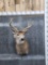 5x5 Whitetail Shoulder Mount Taxidermy