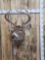 4x4 Whitetail Shoulder Mount Taxidermy