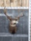 6x5 Mule Deer Shoulder Mount Taxidermy