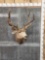 5x5 Mule Deer Shoulder Mount Taxidermy