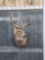 5x5 Whitetail Shoulder Mount Taxidermy