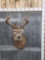 4x5 Whitetail Shoulder Mount Taxidermy