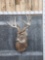 4x4 Whitetail Shoulder Mount Taxidermy