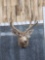 5x5 Mule Deer Shoulder Mount Taxidermy