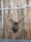 Vintage 6x6 Elk Shoulder Mount Taxidermy